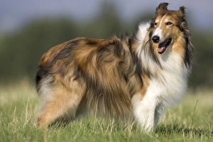 European Dogs Prints: Dog, collie