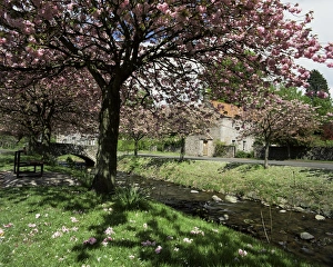European Union Natural Wonders Prints: Dollar in spring