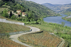 Winding Country Road Europe Prints: Douro Valley