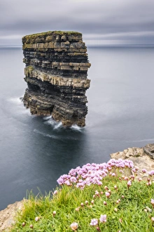 Irish Landscapes Photography Prints: Downpatrick Head with flowers in the foreground