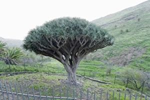 Dragon tree (Drago de Agalan) (Dracaena draco), near Alajero, La Gomera, Canary Islands Dragon tree (Drago de Agalan) (Dracaena draco), near Alajero, La Gomera, Canary Islands