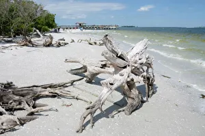 Driftwood on beach with fishing pier in background, Sanibel Island, Gulf Coast Driftwood on beach with fishing pier in background, Sanibel Island, Gulf Coast
