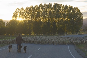 Serene Countryside Photography Prints: Driving sheep