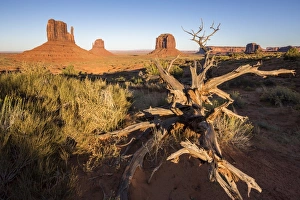 Desert Tree Photography Prints: Dry tree and Monument Valley in the background, Navajo Tribal Park, Arizona, United