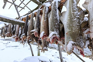 Drying codfish Print, Svensby, Lyngen Alps