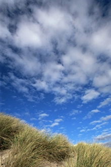 United Kingdom Landscape Images Prints: Dunes and grasses
