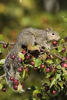 Minnesota Wildlife Connection Prints: Eastern gray squirrel (Sciurus carolinensis) in a crab apple tree