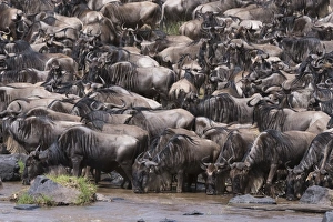 Eastern white-bearded wildebeest (Connochaetes taurinus), on the Mara River bank Eastern white-bearded wildebeest (Connochaetes taurinus), on the Mara River bank