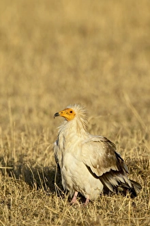 Egyptian Vulture Print, Masai Mara National Reserve, Kenya
