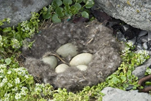 Travel Destinations In Iceland Prints: Eider duck eggs in nest made of eider down, Vigur Island, Isafjordur, Iceland