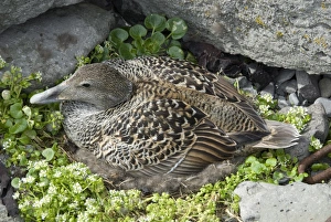 Icelandic Travel Destinations Prints: Eider duck sitting on nest made of eider down, Vigur Island, Isafjordur