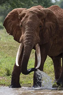 Elephant, Lualenyi, Tsavo Conservation Area, Kenya, East Africa, Africa Elephant, Lualenyi, Tsavo Conservation Area, Kenya, East Africa, Africa