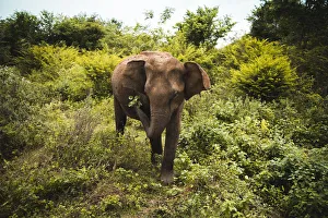 An elephant shakes leaves free of dirt, Udawalawe National Park, Sri Lanka, Asia An elephant shakes leaves free of dirt, Udawalawe National Park, Sri Lanka, Asia