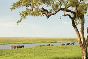 Evening River Landscape Prints: Elephants bathing late evening, Chobe National Park, Botswana, Africa