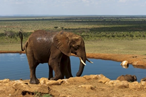 Elephants (Loxodonta africana) at water hole, Tsavo East National Park Elephants (Loxodonta africana) at water hole, Tsavo East National Park