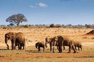 Elephants parade (Loxodonta africana), Tsavo East National Park, Kenya, East Africa Elephants parade (Loxodonta africana), Tsavo East National Park, Kenya, East Africa