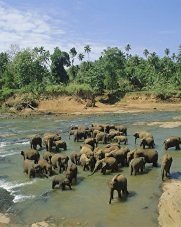 Sri Lankan Tourist Attractions Prints: Elephants in the river