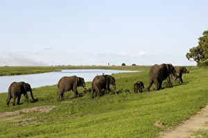 Elephants on river bank, Chobe National Park, Botswana, Africa Elephants on river bank, Chobe National Park, Botswana, Africa