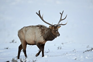 Elk (Cervus canadensis) bull in the snow in winter, Yellowstone National Park, Wyoming Elk (Cervus canadensis) bull in the snow in winter, Yellowstone National Park, Wyoming