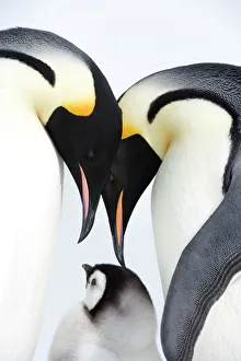 Emperor penguin (Aptenodytes forsteri), chick and adults, Snow Hill Island Emperor penguin (Aptenodytes forsteri), chick and adults, Snow Hill Island
