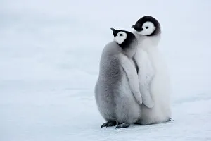 Emperor penguin chicks (Aptenodytes forsteri), Snow Hill Island, Weddell Sea Emperor penguin chicks (Aptenodytes forsteri), Snow Hill Island, Weddell Sea