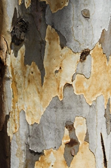 Eucalyptus Tree Bark Prints: Eucalyptus tree bark