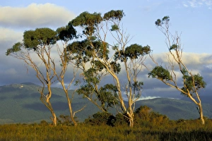 Pacific Coast Scenery Prints: Eucalyptus trees in evening light, Wilsons Promontory National Park