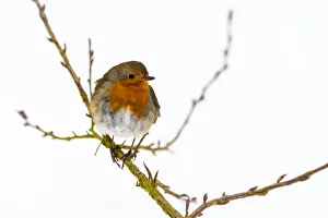 European Robin Print, Winter Scene in Kent
