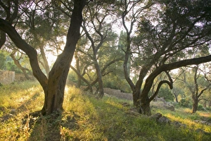 Paxos Island Greece Prints: Evening light shining through olive trees