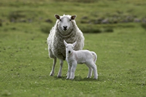 UK Countryside Scene Prints: Ewe with lamb