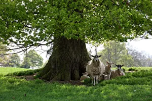 Ewes and lambs under shade of oak tree, Chipping Campden, Cotswolds, Gloucestershire Ewes and lambs under shade of oak tree, Chipping Campden, Cotswolds, Gloucestershire