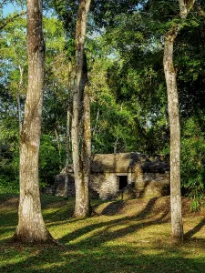 Prints of Exploring Group A structures at Uaxactun site in Guatemala surrounded by trees Guatemala Prints: Uaxactun Group A structures print