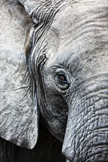 Eye of the African elephant, Serengeti National Park, Tanzania, East Africa, Africa Eye of the African elephant, Serengeti National Park, Tanzania, East Africa, Africa
