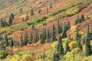 Taiga Landscape Photography Prints: Fall colours in taiga