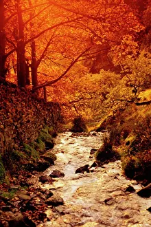 Fall foliage and running stream, Grindsbrook Edale, Peak District, Derbyshire Fall foliage and running stream, Grindsbrook Edale, Peak District, Derbyshire