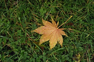 Dew Drops On Grass Prints: Fallen leaf on grass, with dew drops