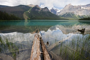 Emerald Lake Yoho National Park Prints: Fallen tree trunks, Emerald Lake, Yoho National Park, UNESCO World Heritage Site