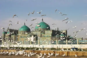 The famous white pigeons, Shrine of Hazrat Ali, Mazar-I-Sharif, Balkh province The famous white pigeons, Shrine of Hazrat Ali, Mazar-I-Sharif, Balkh province