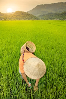 Prints of Farmer wearing a conical hat in rice fields, Mai Chau, Hoa Binh, Vietnam, Indochina, Southeast Asia, Asia Images Dated 2017 September: Farmer in Conical Hat, Rice Fields Print