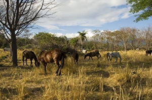 Farmland with horses grazing, Hacienda Guachipelin, near Rincon de la Vieja National Park Farmland with horses grazing, Hacienda Guachipelin, near Rincon de la Vieja National Park