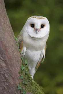 Female barn owl, Tyto alba, World Owl Trust, Muncaster Castle, Ravenglass Female barn owl, Tyto alba, World Owl Trust, Muncaster Castle, Ravenglass
