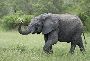 Female elephant (Loxodonta africana) holding foliage in her trunk in Sabi Sands, Greater Kruger Female elephant (Loxodonta africana) holding foliage in her trunk in Sabi Sands, Greater Kruger