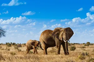 Female Elephant and two year old calf (Loxodonta africana), Tsavo East National Park Female Elephant and two year old calf (Loxodonta africana), Tsavo East National Park