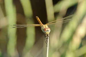 Female red-winged darter dragonfly (Sympetrum fonscolombii) female Female red-winged darter dragonfly (Sympetrum fonscolombii) female