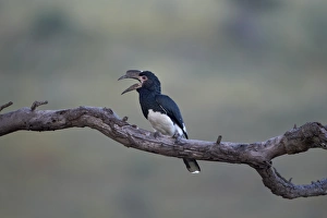 Female trumpeter hornbill (Bycanistes bucinator) calling, Hluhluwe Game Reserve, South Africa, Africa Female trumpeter hornbill (Bycanistes bucinator) calling, Hluhluwe Game Reserve, South Africa, Africa