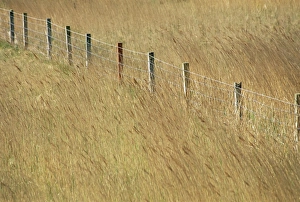 Outer Hebrides Travel Destination Prints: Fence posts through reeds