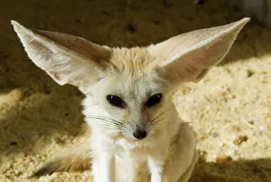 Nature Animal Pictures Prints: Fennec (desert fox)