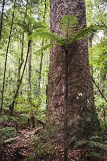Fern and Kauri Tree, Waipoua Kauri Forest, Northland Region, North Island, New Zealand Fern and Kauri Tree, Waipoua Kauri Forest, Northland Region, North Island, New Zealand