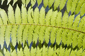 Nature Photography Tips Prints: Ferns