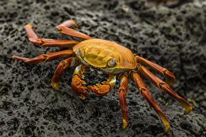 Fiddler Crab on a rocky beach, Isabela Island, Galapagos, Ecuador, South America Fiddler Crab on a rocky beach, Isabela Island, Galapagos, Ecuador, South America
